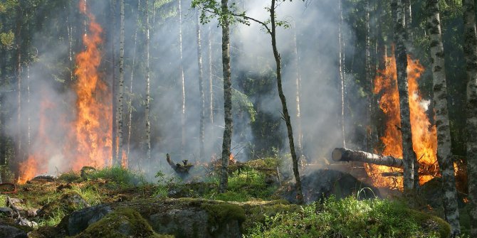 “Orman Yangınında Yaralanan Yaban Hayvanları İçin Yardıma Hazırız”