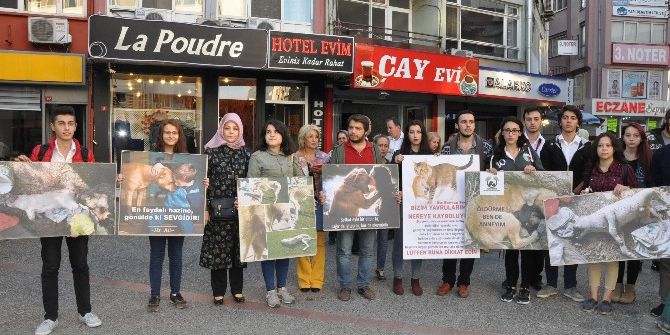 Hayvanseverler, Trafikte Dikkat İstedi