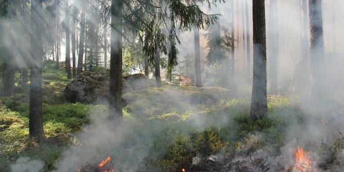 Yangında Yaralanan Hayvanlar İçin Haytap Harekete Geçti