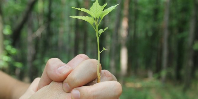 Türkiye Fidan Dikiminde Guinness’e Girecek