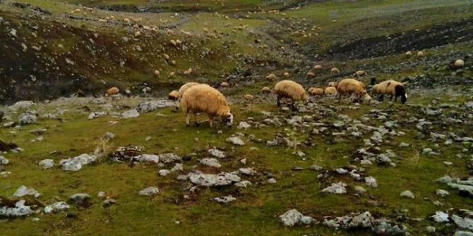 Çermik Çalıtepe Köyü