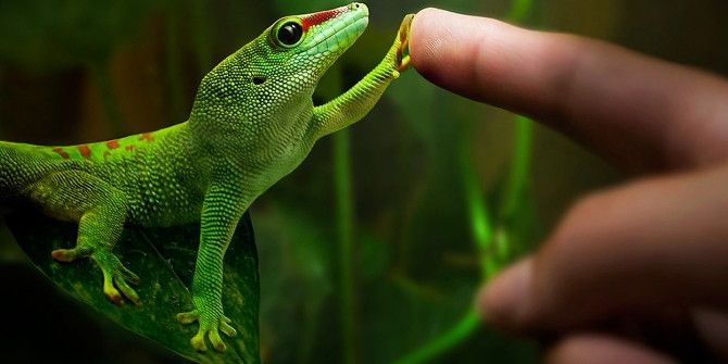 Yerçekimini Hiçe Sayan ‘’Gekogiller’’ Adrenalin Dünyasında