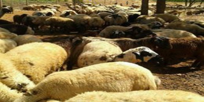 Çınar Bilmece Köyü