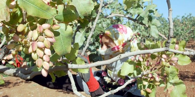 Siirt Fıstığında Rekolte Düştü