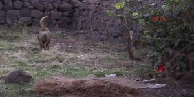 Çınar Filizören Köyü