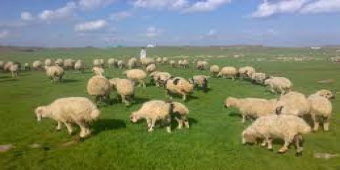 Çınar Gümüştaş Köyü