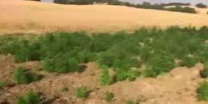 Çınar Gürses Köyü