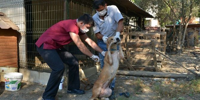 Konyaaltı Belediyesi’nden Ölüme Terk Edilen Köpeklere Yardım Eli