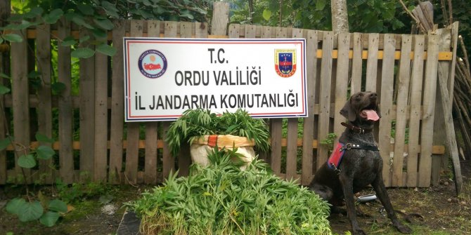 Jandarma’dan Ulubey Ve Ünye’de Kenevir Operasyonu 