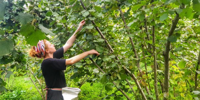 Fındık Hasadında Böcek Isırmalarına Dikkat !