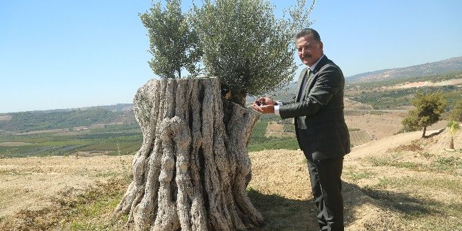 8 Asırlık Zeytin Ağacı İlk Meyvesini Verdi