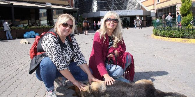 Sokak Köpeğini Bıçaklayan Profesör Kayıplara Karıştı