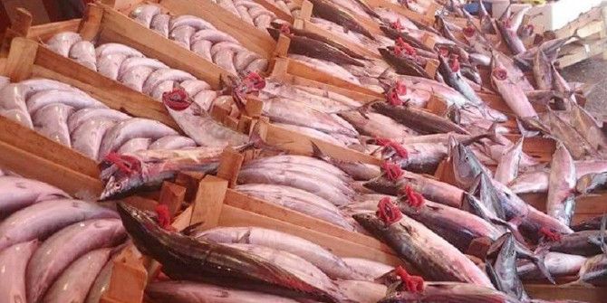 Balıkçıların Yüzünü Palamut Güldürdü