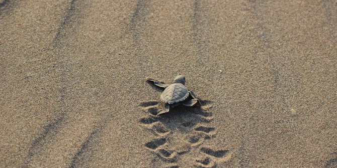 Caretta’lar Adana’da Denizle Buluştu