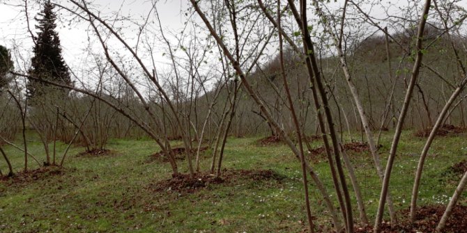 Fındık Timleri Sahaya İniyor