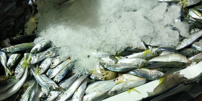 Otobüs Bagajında 1,5 Ton Balığa El Konuldu