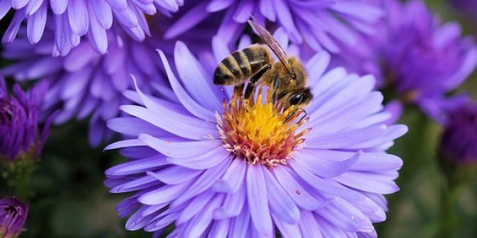 “Arılar Uçan Eczacı Ve Doktorlardır”