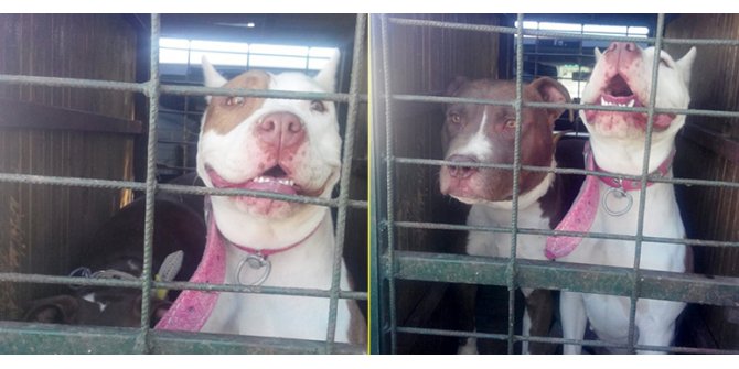 Konya’da Beslenmesi Yasak Olan İki Pitbulla El Kondu