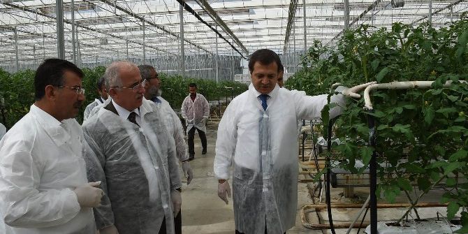 Şanlıurfa Valisi Jeotermal Seralarda İncelemelerde Bulundu