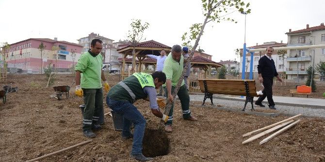 Çorum Belediyesi 13 Bin Ağacı Toprakla Buluşturdu