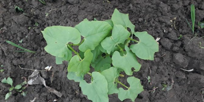 Çarşamba Çaltı Köyü