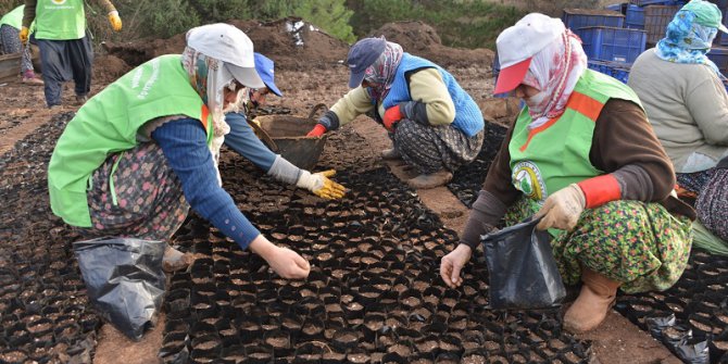 Fidan Üretiminde Büyük Artış