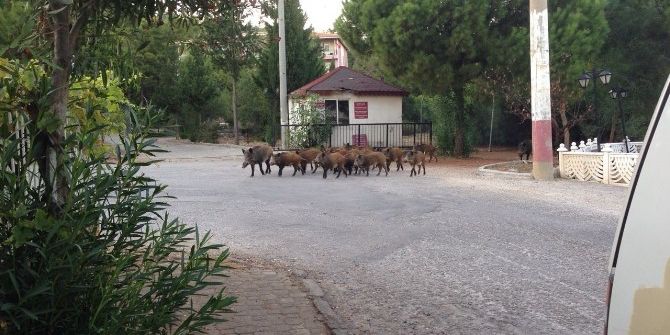 Aç Kalan Domuzlar Şehre İndi