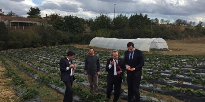 Çilek Tarlasında İnceleme