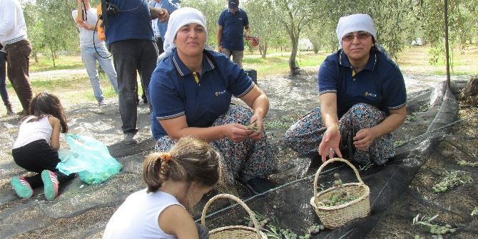 Zeytin Hasadı Başladı, Hayalleri Suya Düşen Üreticinin Tadı Kaçtı
