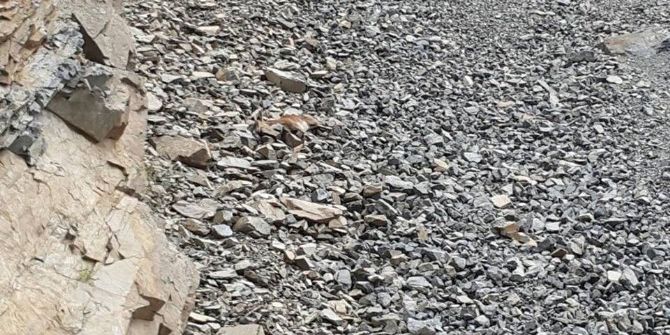 İspir’de Yaban Keçisi Ölü Olarak Bulundu