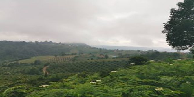 Altınordu Aydınlık Köyü