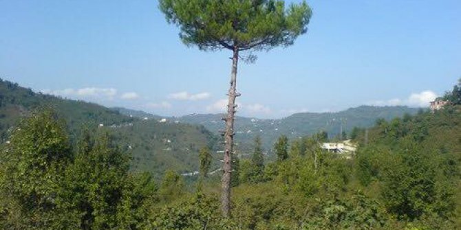 Altınordu Bayramlı Köyü