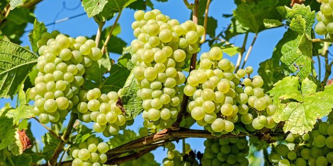 Tarım- Üfe Eylülde Yüzde 1,59 Arttı