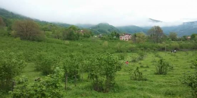 Aybastı Kutlular Köyü