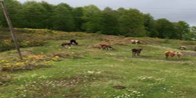 Aybastı Toygar Köyü