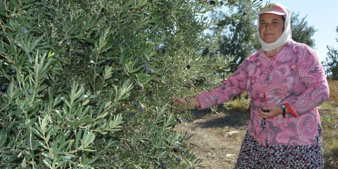 Zeytinde Rekolte Üzdü Fiyatlar Yüz Güldürdü