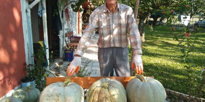 Güvercin Gübresi İle Yetişen Dev Bal Kabakları