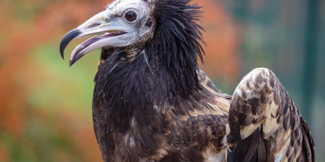 Türkiye’de Tedavi Edilen Akbaba, Bulgaristan’a Gönderildi