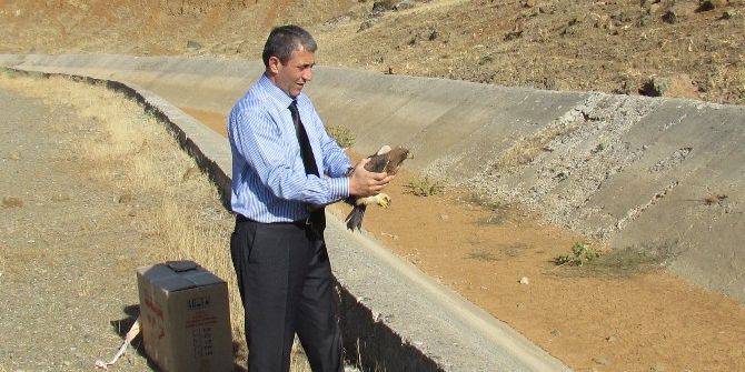 Tedavisi Yapılan Yaralı Şahin Doğaya Bırakıldı