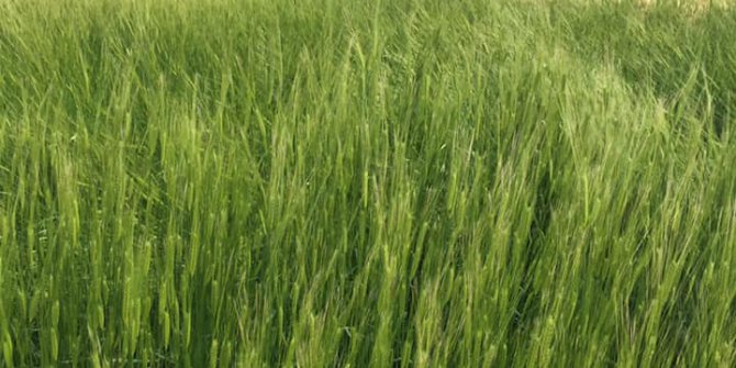 Çumra Türkmencamii Köyü