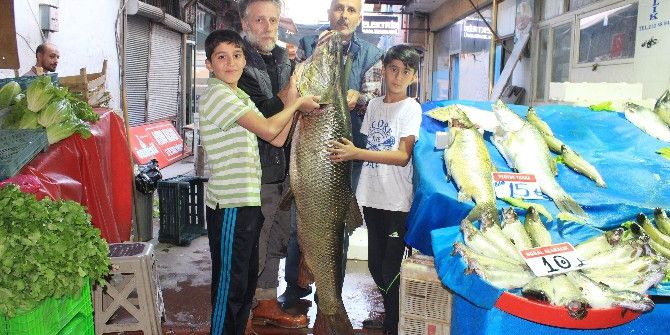 Elazığ’da Dev Turna Balığı Yakalandı