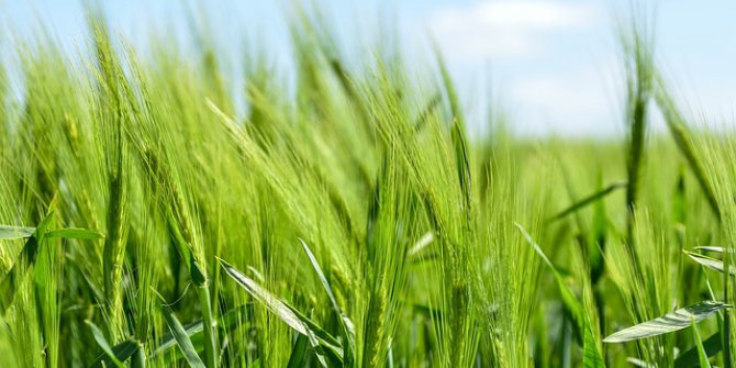 Organik Gübre Ve Sofralık Zeytin Destekleme Kapsamına Alındı