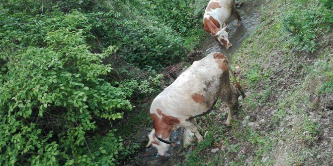 Kavak Alagömlek Köyü