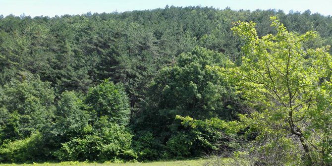 Kavak Ayvalı Köyü