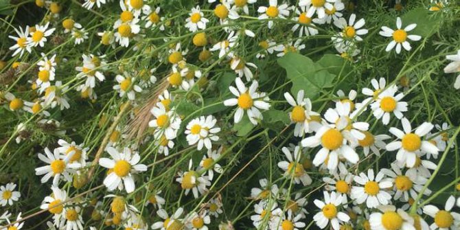 Kavak Çarıklıbaşı Köyü