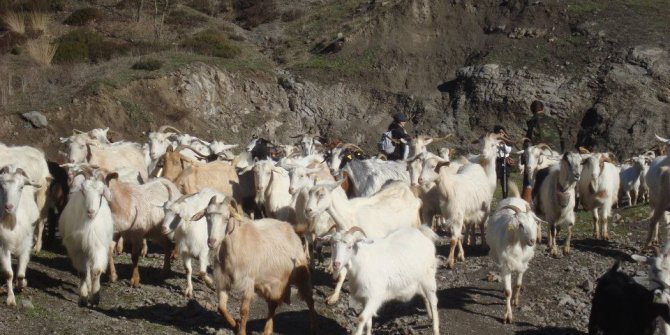 Kavak Çataltepe Köyü