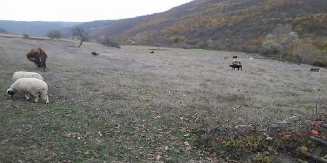 Kavak Değirmencili Köyü