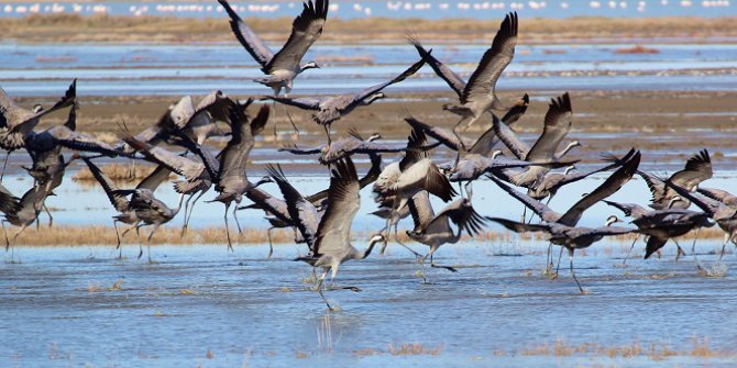 Turnavların Göç Şöleni