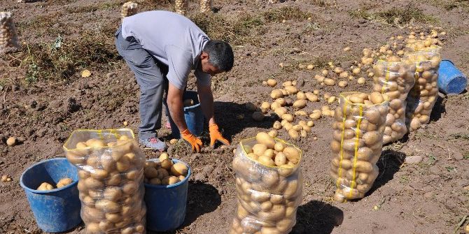 Alternatif Ürün Kapsamında Ekilen Patates Hasadına Başlandı