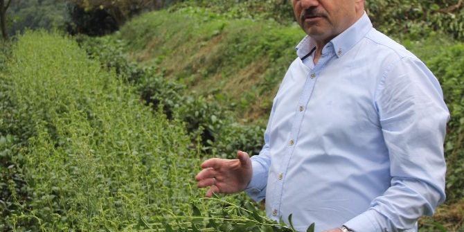 ’Rize Şekeri’nde Yaygın Üretime Geçiliyor